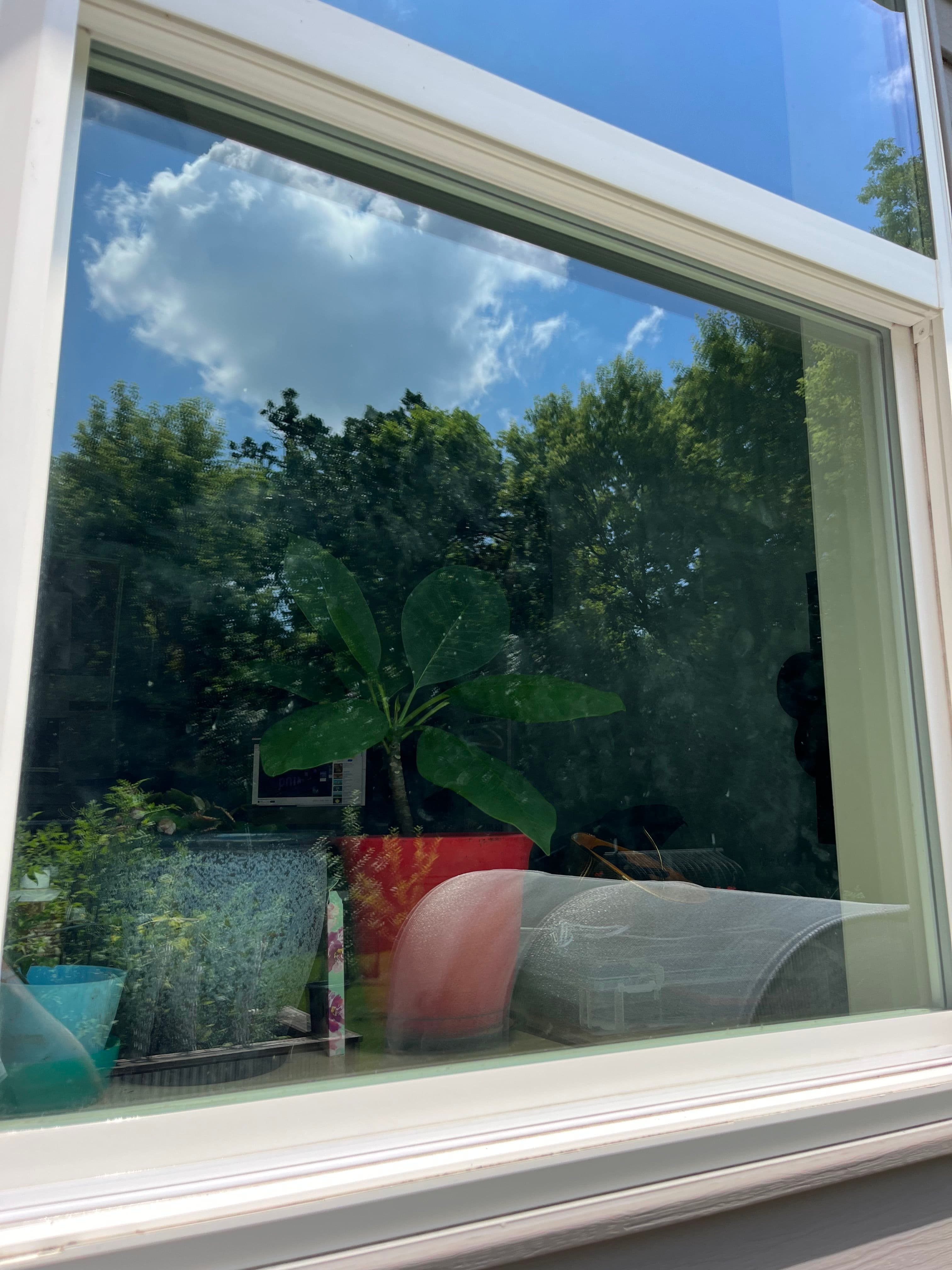 View through a window showcasing a leafy plant and a blue sky with clouds.